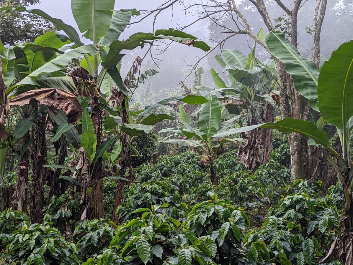 Batsu Ecolodge & Coffee Farm San Ramon  Bagian luar foto