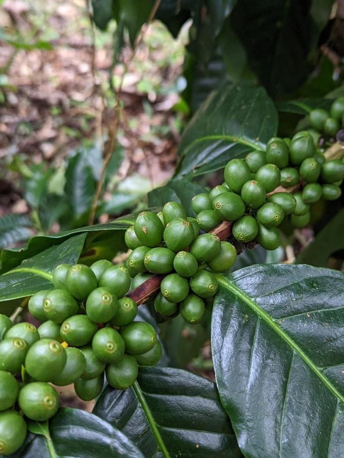 Batsu Ecolodge & Coffee Farm San Ramon  Bagian luar foto