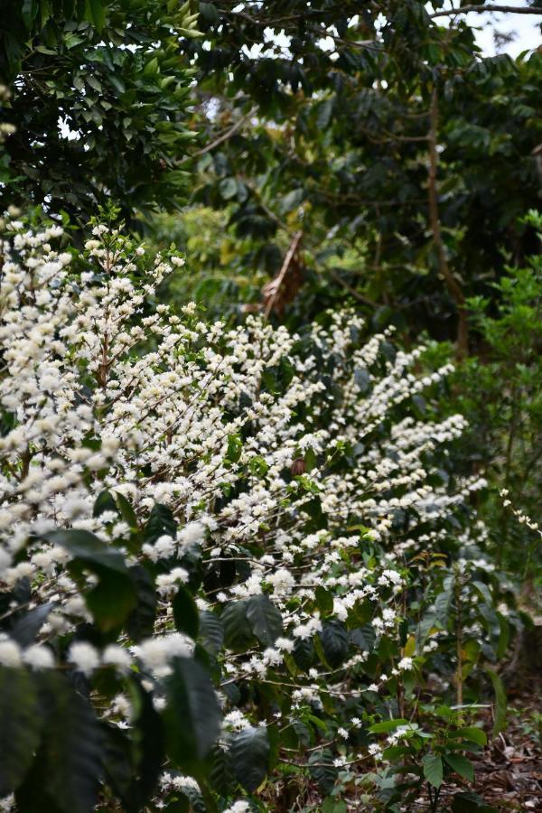 Batsu Ecolodge & Coffee Farm San Ramon  Bagian luar foto